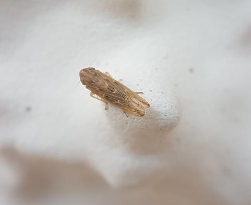 Psammotettix sp.